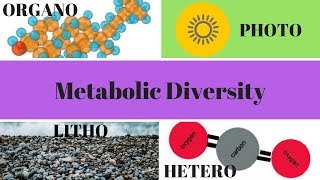 Heterotrophs Autotrophs Phototrophs and Chemotrophs [upl. by Sivart]