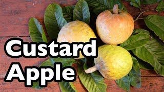 All About Custard Apple [upl. by Eanaj595]