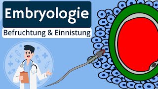 Embryologie  Befruchtung und Implantation einfach erklärt [upl. by Bauer563]