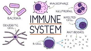 Understanding the Immune System in One Video [upl. by Benzel]