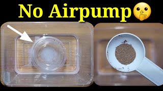 TRY THIS How To Hatch BRINESHRIMP EGGS 🤫No Airpump [upl. by Aynatan555]