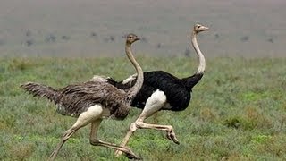 Ostrich Run [upl. by Nyral327]