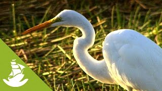 The Pantanal the largest wetlands in the world [upl. by Arotahs13]