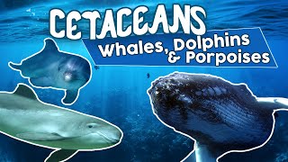 All Cetaceans whales dolphins and porpoises Amazing cetacean facts [upl. by Curhan363]