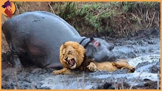 12 Times Hippos Attacked Their Enemies [upl. by Eintrok]