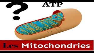 Les Mitochondries Structure Et Fonction [upl. by Gent]