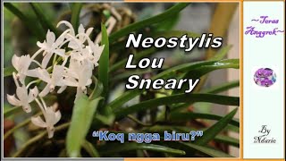 NEOSTYLIS LOU SNEARY [upl. by Pace]