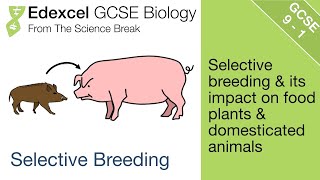 Edexcel GCSE Science and Biology  Selective Breeding [upl. by Kinnon]