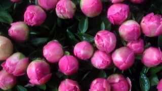 Pink Peonies Red Peonies Yellow Peonies Pastel Peonies or other Peony colors  wwwpeonyshopcom [upl. by Nikal]