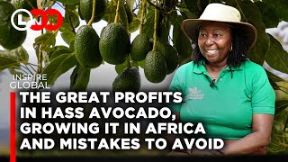 How to Grow Hass Avocado where the market is amp mistakes to avoid in order to yield maximum profit [upl. by Judsen759]