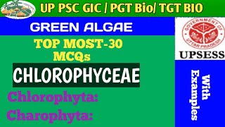 MCQs BASED ON CHLOROPHYCEAE GREEN ALGAE [upl. by Mike]