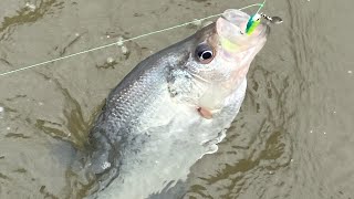 Crappie Fishing Lake Wateree 32624 First Limit Of The Season [upl. by Nieberg]