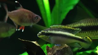 Community Fish in a Planted Aquarium aquarium fish [upl. by Eendyc]