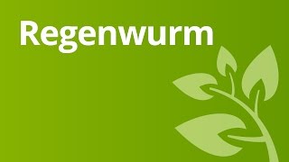 Der Regenwurm und seine Lebensweise Atmung und Fortbewegung  Biologie  Tiere [upl. by Annahavas765]