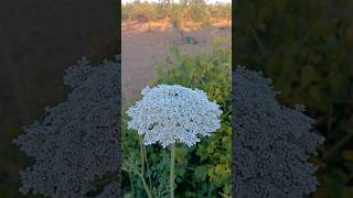 Daucus carota acenoria zanahoria silvestre lasplantasdeteresa flores plants flowers [upl. by Neom]