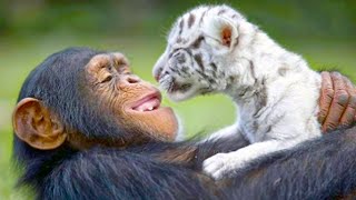 20 Unbelievable Unlikely Animal Friendships 2 [upl. by Yreffej]