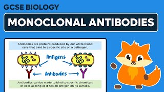 Monoclonal Antibodies  GCSE Biology [upl. by Nos]