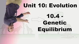 Honors Biology Unit 10  104  Genetic Equilibrium [upl. by Salguod212]