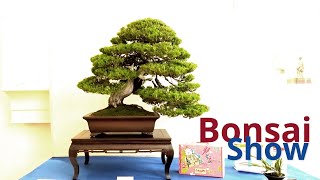 Bonsai exhibition [upl. by Petrina430]