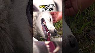 What Happened To This Poor Dog Will Shock You😱 [upl. by Dustman9]