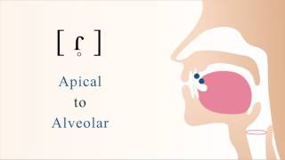 ɾ̥  unvoiced apical alveolar tap [upl. by Adnak]