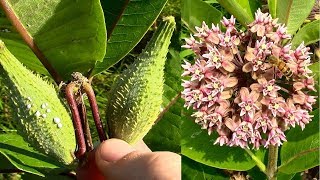 Wild Food Foraging Common Milkweed [upl. by Tereb]