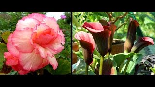 Overwintering Begonias amp Calla Lilies  easy guide [upl. by Timotheus]