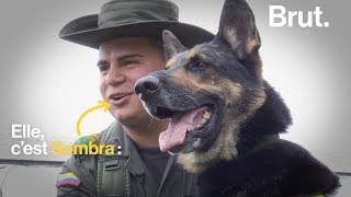 Colombie  la tête dun chien renifleur de drogue mise à prix [upl. by Norman523]