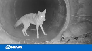 Coyote badger hunt and play together  furry friends [upl. by Netsirt933]