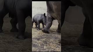 Toronto Zoo releases footage of its twoweek old baby white rhino shortsvideo [upl. by Elleval122]