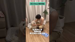 【キャバション】体重って何キロ？！🐶 shorts dog cavachon [upl. by Hauck514]