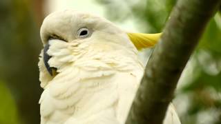 Sulphurcrested Cockatoo Cacatua galerita  Gelbhaubenkakadu 5 [upl. by Burnley247]