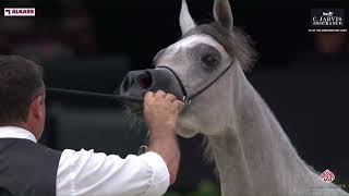 N 14 HA BARBARELLA GCAT Valkenswaard 2024 Yearling Fillies Section B Class 1B [upl. by Leacim]