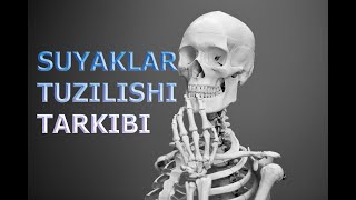 SUYAKLARNING TUZILISHI VA OSISHI  СУЯКЛАРНИНГ ТУЗИЛИШИ ВА ЎСИШИ [upl. by Athal]