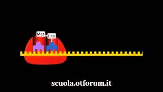 Biochimica  La sintesi delle proteine [upl. by Smail]