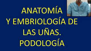 Anatomia y embriología de la uñas Cirugía Podología Dr Guillén [upl. by Gilbertina]