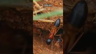 Amazing Ant Facts 5 Fascinating Things About Ants You Wont Believe  Fauna Fax Shorts [upl. by Donaghue]