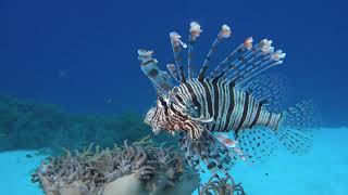 Tubbataha Reef Diving 2017 12 Philippines [upl. by Atinus]