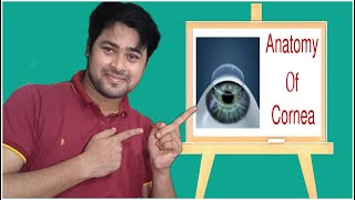 Anatomy of Cornea and physiologycornea definition in hindi microscopic stracture of cornea [upl. by Belle]