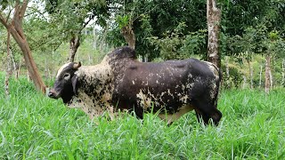 Este es el mejor pasto para sembrar en tu finca [upl. by Romanas757]