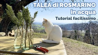 Tutorial FACILISSIMO Come fare una TALEA di ROSMARINO in ACQUA [upl. by Arly]