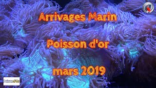 Arrivages Marin Poisson dor mars 2019 [upl. by Merrielle352]