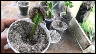 Plantando ramas de batata doce  Costruindo rancho vida simples [upl. by Asiil]