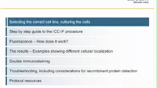 Immunocytochemistry ICC principles and troubleshooting [upl. by Iaw706]