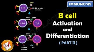 Immunology Major histocompatibility complex MHC genes and molecules [upl. by Mylan793]