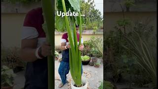 🍀Update সেই মানকচু গাছ মনে আছে❓next update of taro root plant garden youtubeshorts foryoupage [upl. by Ulu]