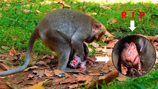 OMG What happened to the new monkey RIP bb monkey VICTOR  Wildlife VDO [upl. by Annemarie]