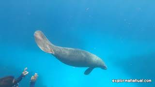 Buceo en Mahahual y avistamiento de Manatees [upl. by Hafinah]