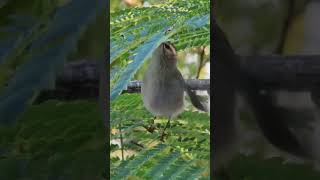 Nature Walk GoldenCrowned Kinglet Behavior [upl. by Tolley217]