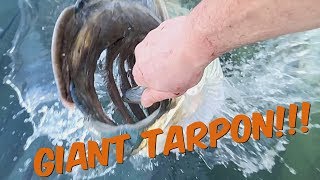 HAND FEEDING GIANT TARPON  ROBBIES MARINA  IN SLOW MOTION [upl. by Attinahs]